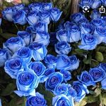 Sheena Ware - @blue_rosebuds_blog_ - Instagram