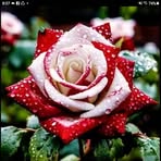 Sheila Ali - Facebook