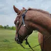 Sheila Baer - @sheila.baer - TikTok