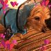 Sheila Baumgardner - Facebook