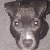 puppy_lover - @sheilabeaudoin - TikTok