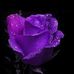 Sheila Bender - Facebook