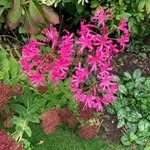 Sheila Biddiscombe - @sheilabiddiscombe - Instagram