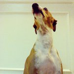 Sheila Bingham - @buggynoveon - Instagram
