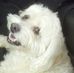 Sheila Bourque - Facebook
