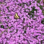 Sheila Bowen - @sheilajanebowen - Instagram