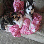 sheila bowman hinson - @sheila123a - Instagram