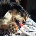 Sheila Brady - @cbsflashyhorse - Instagram