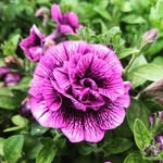 Sheila Bragg - @sheilamx2 - Instagram