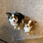 Sheila Briggs - @phineas_and_rubeus - Instagram