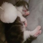 Sheila Cavalier - @sheilacavalierkittens - Instagram