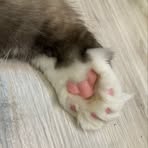 Sheila Chen - Facebook
