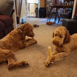 Sheila Clair Hogue - @views_from_two_doods - Instagram