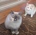 Sheila Cohen - Facebook