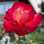 Sheila Dearing - Facebook