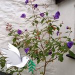 Sheila Dolan - @sheila.dolan.56 - Instagram