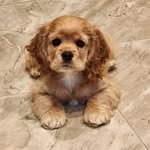 Sheila Downs - @sheiladowns423 - Instagram