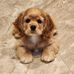 Sheila Downs - Facebook