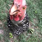 Sheila Ferrell - @rush71173 - Instagram