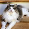 Sheila Floyd - @catmom5967 - TikTok