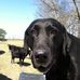 Sheila Forrest - Facebook