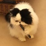 Sheila Forrest - @sheilamaryforrest28 - Instagram