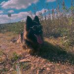 Sheila - @sheila_the_german_sheperd - Instagram
