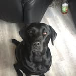 Hey I'm Sheila from Germany - @dailylife.w.dog - Instagram