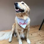 Sheila - @sheila.golden.retriever - Instagram