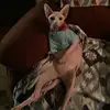 Sheila Goodman - @sphynxygoodman - TikTok
