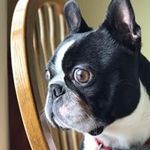 Sheila Hahn - @dshahn1106 - Instagram