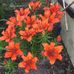 Sheila Hamel - Facebook