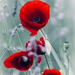 Sheila Haney - Facebook