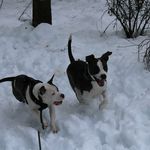 sheila hearn - @adventures_of_apollo_and_loki_ - Instagram