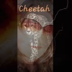 Sheila Hebert - @sheila.cheetah.hebert - Instagram
