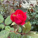 Sheila Hendrix-Abston - @sheilalabston - Instagram