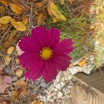 Sheila Henley - @coffeeme07 - Instagram