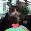 Sheila Holcomb - @sheila.holcomb5 - TikTok