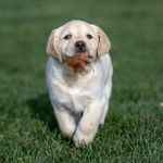Sheila Holcomb - @pjlabs1 - Instagram