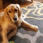 Sheila Beaujon Holder - @macclennyizabeagle - Instagram