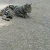 Sheila Howell - @sheila.howell4 - TikTok