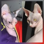 Jester - @jester_and_sheila - Instagram