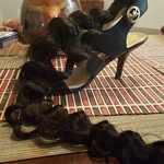 Sheila Griffin-Keys - @shushusbundles - Instagram