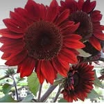 Sheila Kiser Cernosek - @scernosek - Instagram
