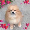 Sheila Koch102 - @sheilakoch102 - TikTok