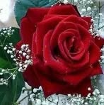 Sheila Milano - Facebook