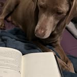 Sheila - @she_i_la_reads - Instagram