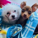 Sheila E Robson Melo - @pets_sheila_e_robson - Instagram