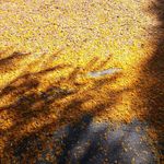 Sheila Rosner - @thesheilarosnerproject - Instagram