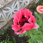Sheila Rowe - @sheila.rowe.9 - Instagram